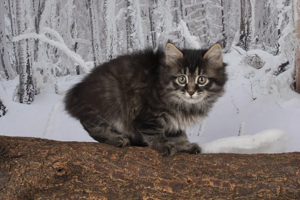 Kätzchen Spielen Verschneiten Wald — Stockfoto