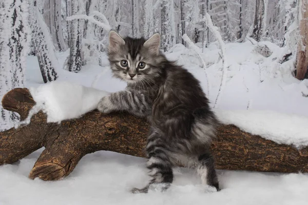 Kätzchen Spielen Verschneiten Wald — Stockfoto