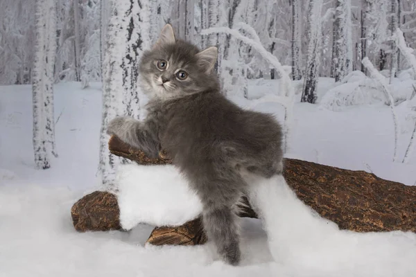 Kätzchen Spielen Verschneiten Wald — Stockfoto