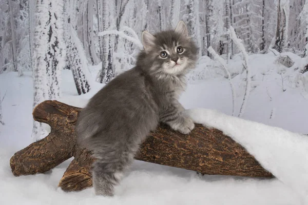 Kätzchen Spielen Verschneiten Wald — Stockfoto