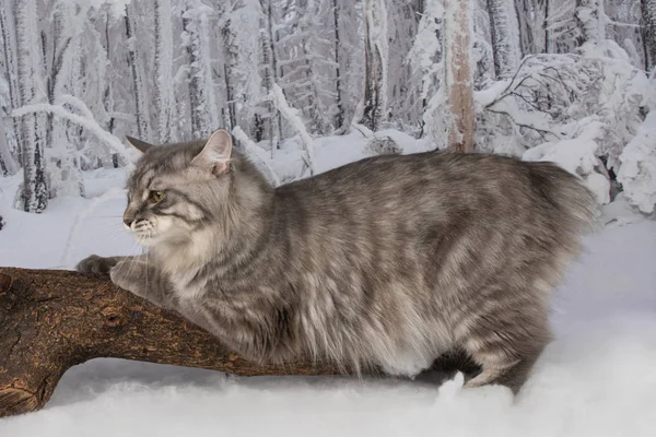 숲에서 고양이 — 스톡 사진