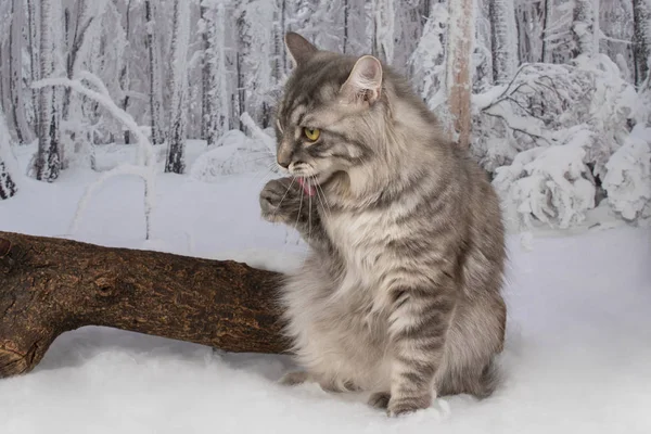 Kätzchen Spielen Verschneiten Wald — Stockfoto