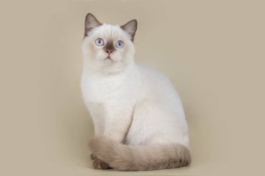 hafif izole zemin üzerine İngiliz kedi