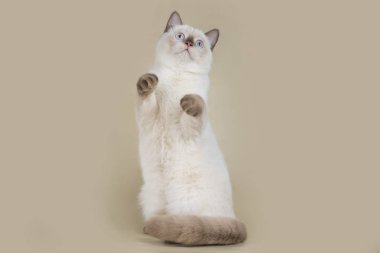 hafif izole zemin üzerine İngiliz kedi