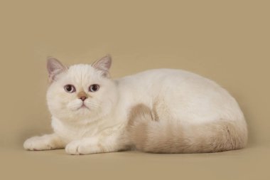 hafif izole zemin üzerine İngiliz kedi