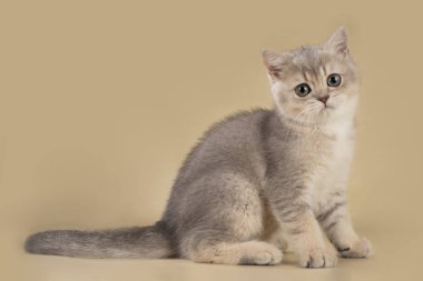 hafif izole zemin üzerine İngiliz kedi