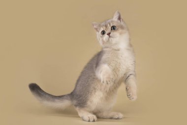 hafif izole zemin üzerine İngiliz kedi