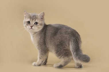 hafif izole zemin üzerine İngiliz kedi