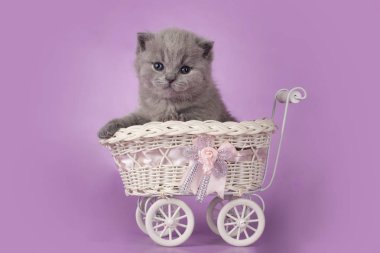 Çocuk arabası izole bir arka plan üzerinde de küçük İngiliz kedi