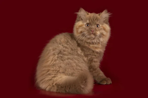 Fluffy British Cat Plain Isolated Background — Stock Photo, Image