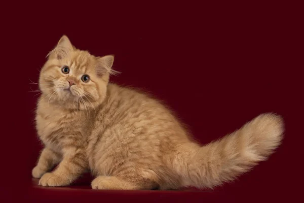 Fluffiga Brittiska Katt Enkel Isolerade Bakgrund — Stockfoto