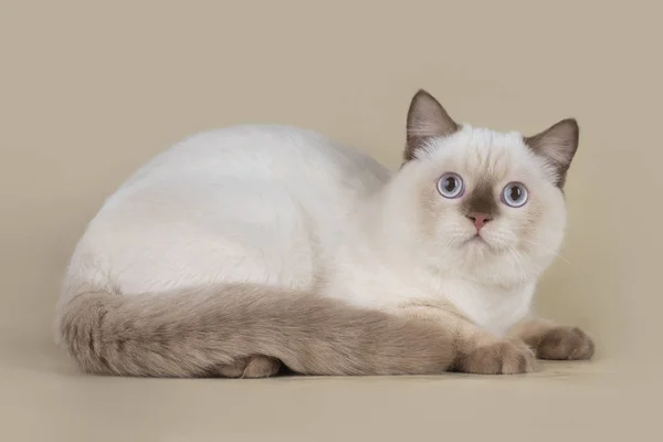 Britische Katze Auf Hellem Isoliertem Hintergrund — Stockfoto