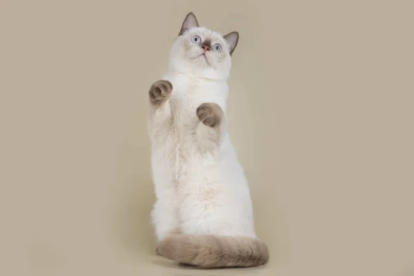 Βρετανική Γάτα Επάνω Ελαφρύς Υπόβαθρο Απομονωμένες — Φωτογραφία Αρχείου
