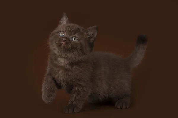Σοκολάτα Βρετανική Γάτα Επάνω Ελαφρύς Υπόβαθρο Απομονωμένες — Φωτογραφία Αρχείου