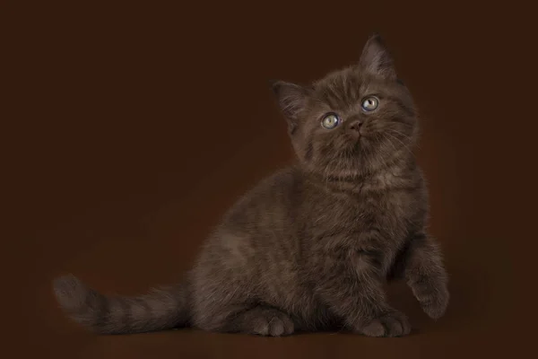 Шоколадный Британский Кот Светлом Изолированном Фоне — стоковое фото