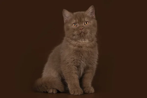 Шоколадний Британський Кіт Світлому Ізольованому Фоні — стокове фото