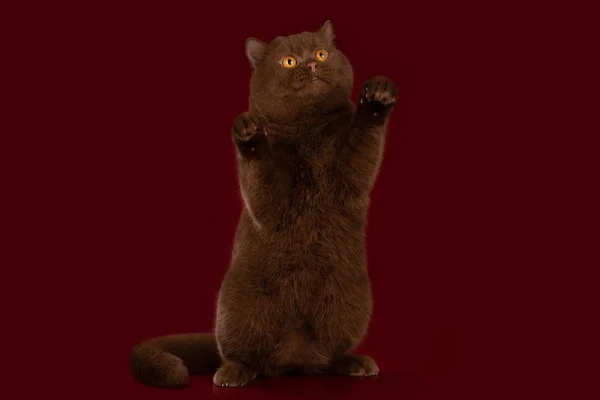 Μεγάλη Βρετανική Σοκολάτα Γάτα Στέκεται Στα Πίσω Πόδια Μπορντό Φόντο — Φωτογραφία Αρχείου