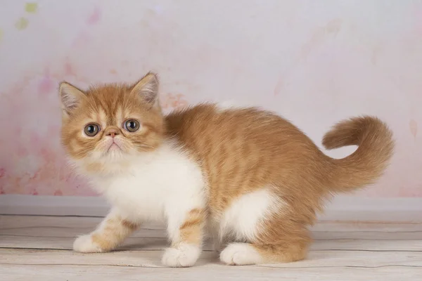 Exotic Shorthair Kitten Isolated Background — Stock Photo, Image