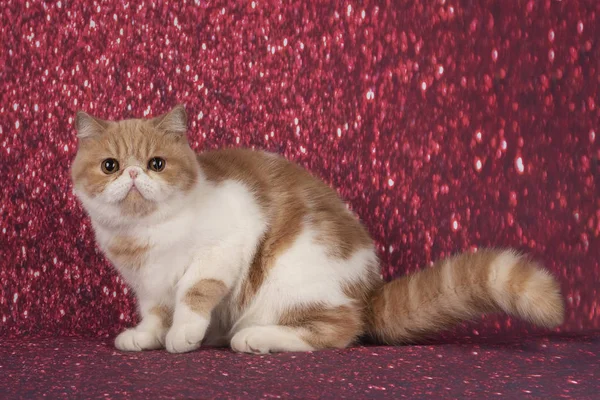 Exotic Shorthair Kitten Isolated Background — Stockfoto
