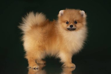 küçük pomeranian spitz izole koyu arka plan üzerinde