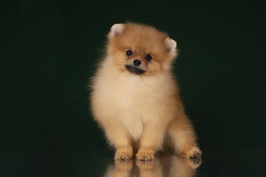küçük pomeranian spitz izole koyu arka plan üzerinde