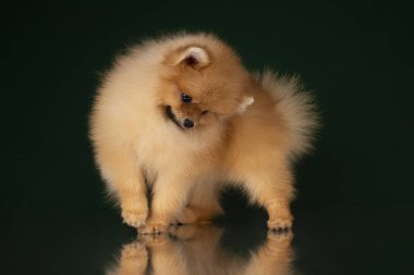 küçük pomeranian spitz izole koyu arka plan üzerinde