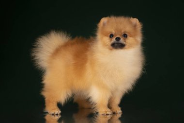 küçük pomeranian spitz izole koyu arka plan üzerinde