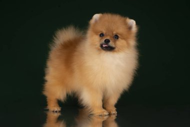 küçük pomeranian spitz izole koyu arka plan üzerinde