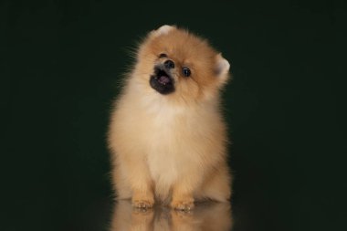 küçük pomeranian spitz izole koyu arka plan üzerinde