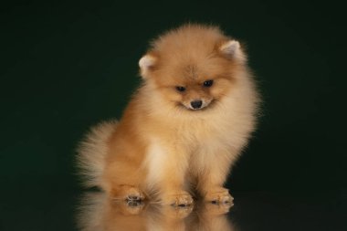 küçük pomeranian spitz izole koyu arka plan üzerinde