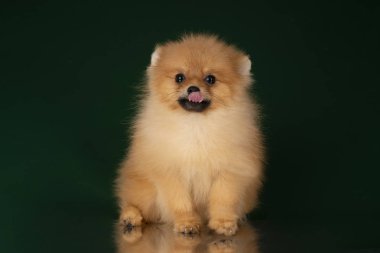 küçük pomeranian spitz izole koyu arka plan üzerinde