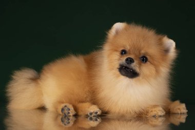 küçük pomeranian spitz izole koyu arka plan üzerinde