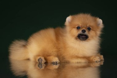 küçük pomeranian spitz izole koyu arka plan üzerinde