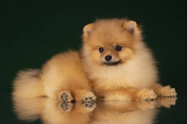 küçük pomeranian spitz izole koyu arka plan üzerinde