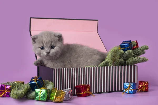 Kleine Britse Katje Een Doos Van Gift — Stockfoto