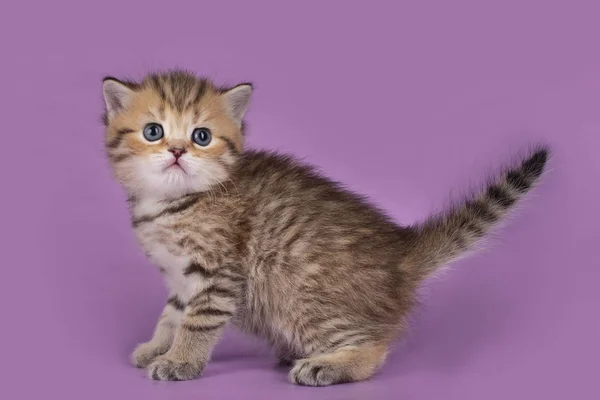 Little British Kitten Color Isolated Background — 스톡 사진