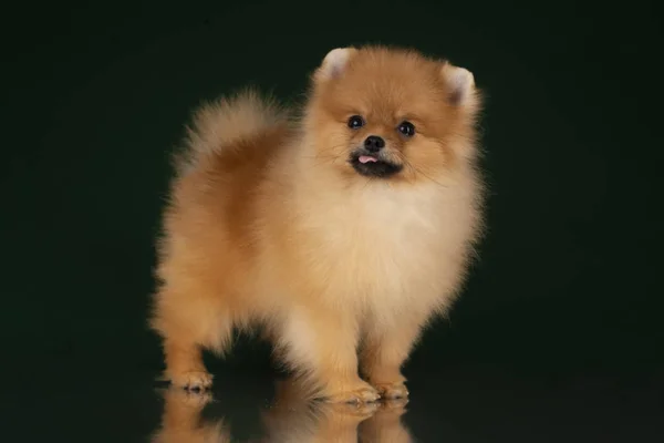 Small Pomeranian Spitz Dark Isolated Background — Stockfoto