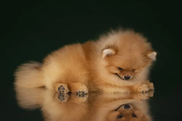 Small Pomeranian Spitz Dark Isolated Background — Φωτογραφία Αρχείου