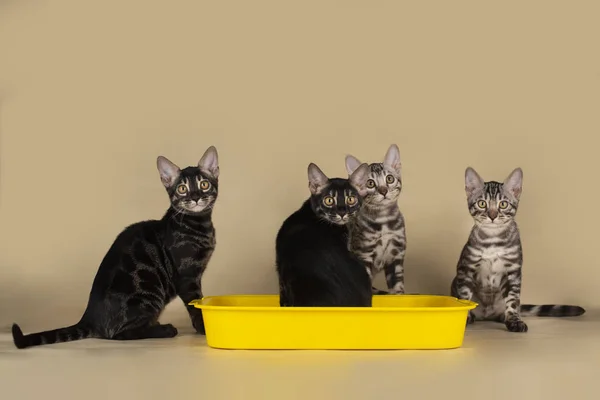 Gatos Bengala Una Bandeja Sobre Fondo Aislado Ligero —  Fotos de Stock