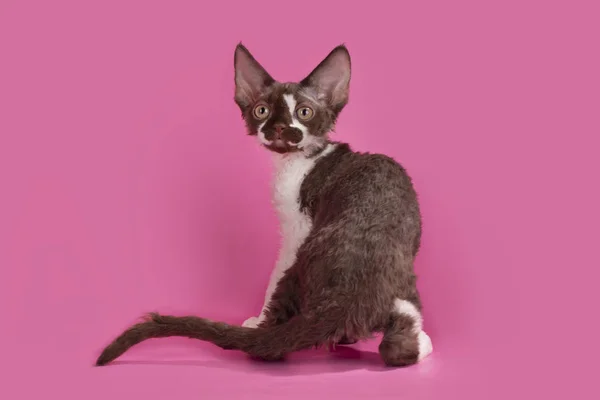 Devon Rex Fundo Isolado Luz — Fotografia de Stock