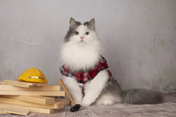 Construtor Gatos Faz Reparos Apartamento — Fotografia de Stock