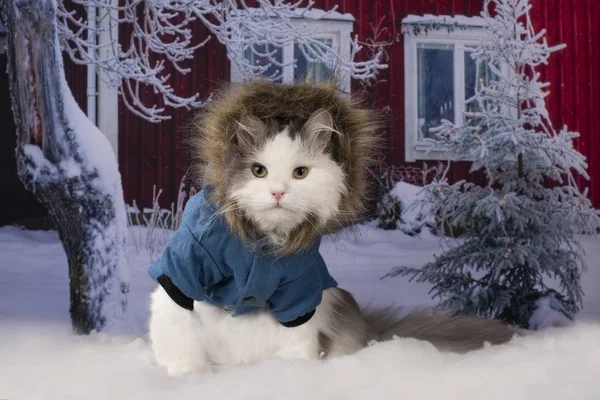 Кошка Пиджаке Ходит Снежным Заносам Вокруг Дома — стоковое фото
