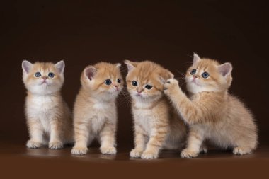 kahverengi bir arka plan üzerinde oynayan yavru kedi
