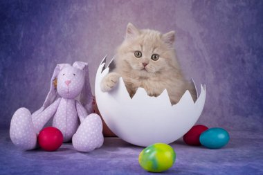 krem yavru kedi kız