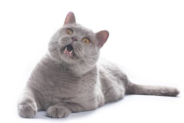 Beyaz bir arka plan üzerinde heybetli İngiliz kedi