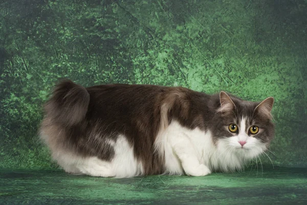 Bobtail Kurilian poilu sur fond vert — Photo