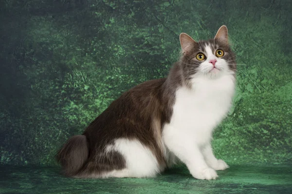 Peludo Kurilian bobtail sobre un fondo verde —  Fotos de Stock