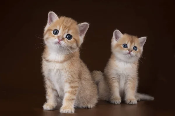 Gatito jugando sobre un fondo marrón — Foto de Stock