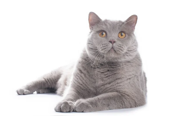 Imponente británico gato en un blanco fondo — Foto de Stock