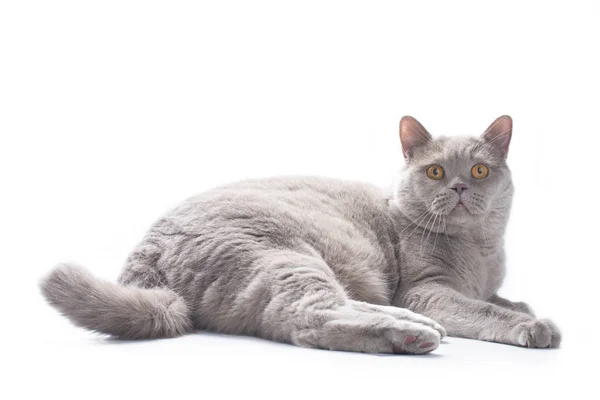 Imponente británico gato en un blanco fondo — Foto de Stock